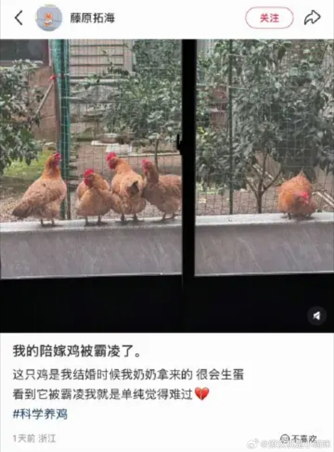 我的陪嫁鸡被霸凌了鸡婆们真的很爱搞小团体 这是老鸡婆们的天性吗？ 如果你们在人类