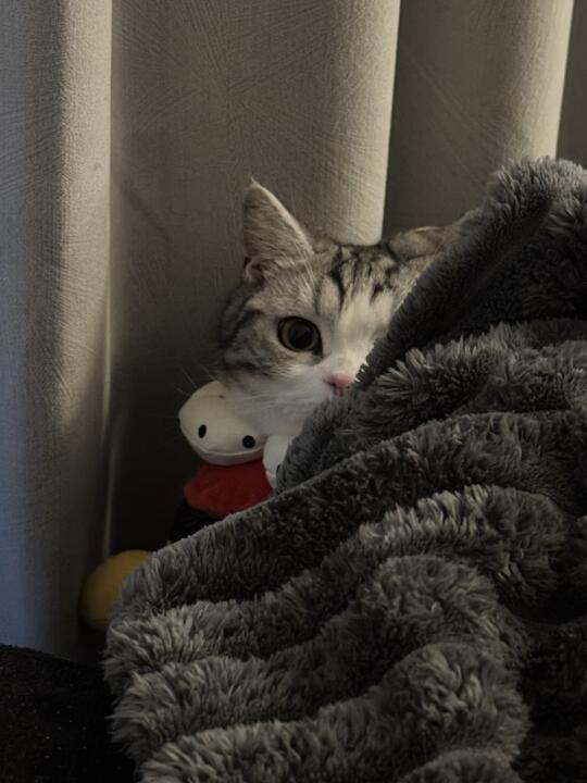 我今天玩躲猫猫