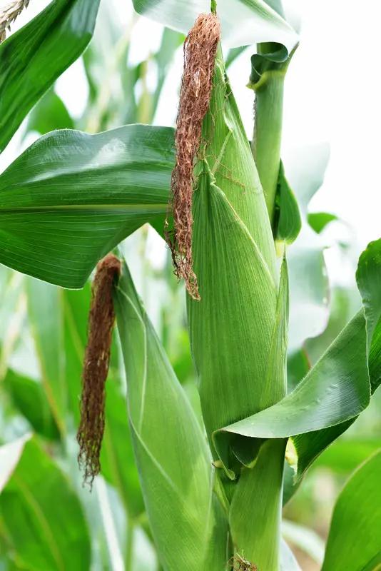 玉米是长在顶上还是腰上?玉米是长在玉米枝的腰上很多人可能会误以为玉米像一些果实那