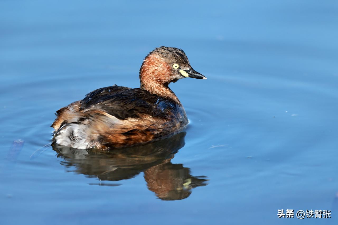 玉渊潭公园的小鸊鷉