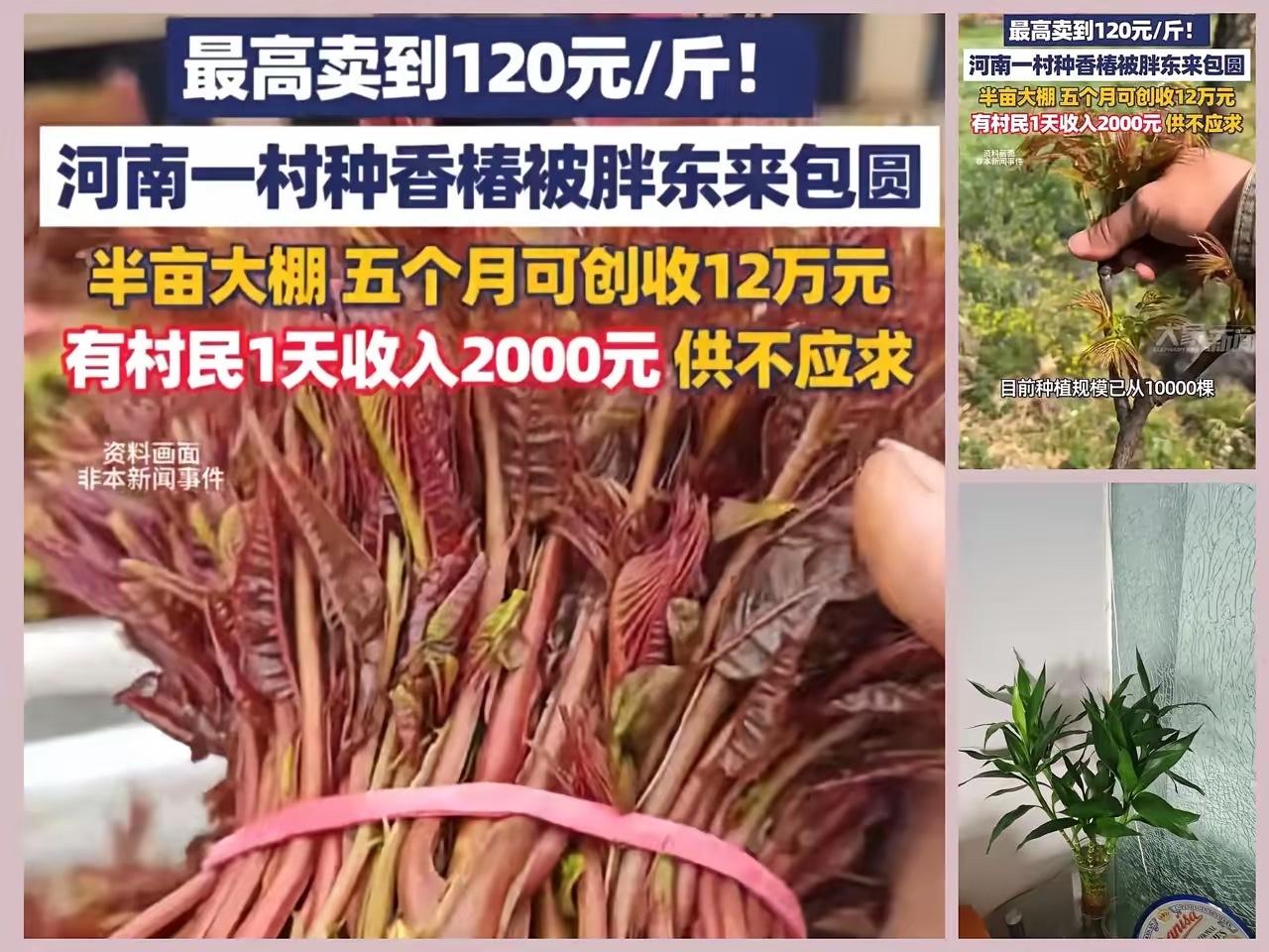 “河南一村干部听战友说1斤香椿在上海能卖七八十元。​这位村干部还真就信了，二话不