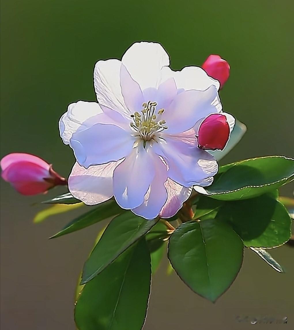 分享一组西府海棠。西府海棠是中国的特有植物，花开娇艳动人。与一般的海棠花不同，西