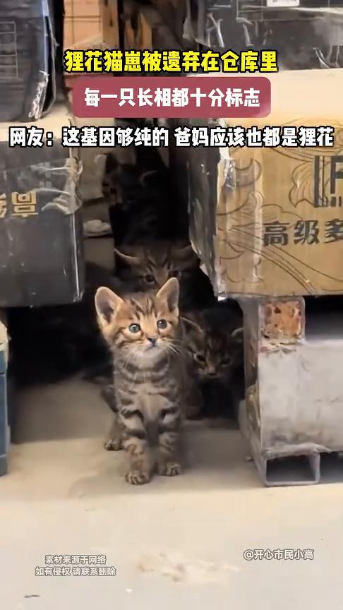 狸花猫崽被遗弃在仓库里，每一只长相都十分标志。
开心市民小高。
网友：这基因够纯