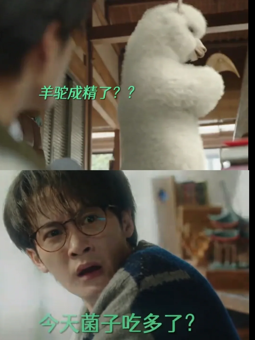 起早了，羊驼站起来成精了，太搞笑了这脑洞