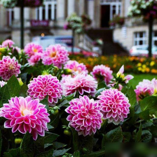 谁懂啊家人们！最近刷到好多人说养球根花像开了“超生挂”！春天想养花又怕养死？试试