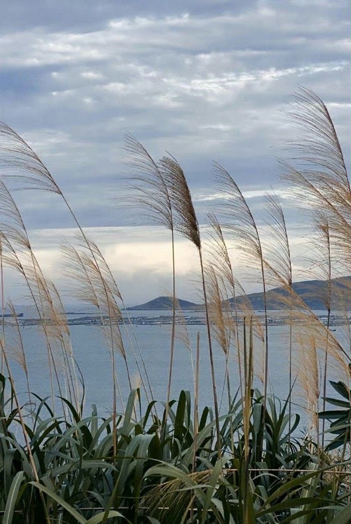 平静的日子就是这样周而复始没有纷扰，没有喧哗但是这是我喜欢的清欢终于发觉，一直过