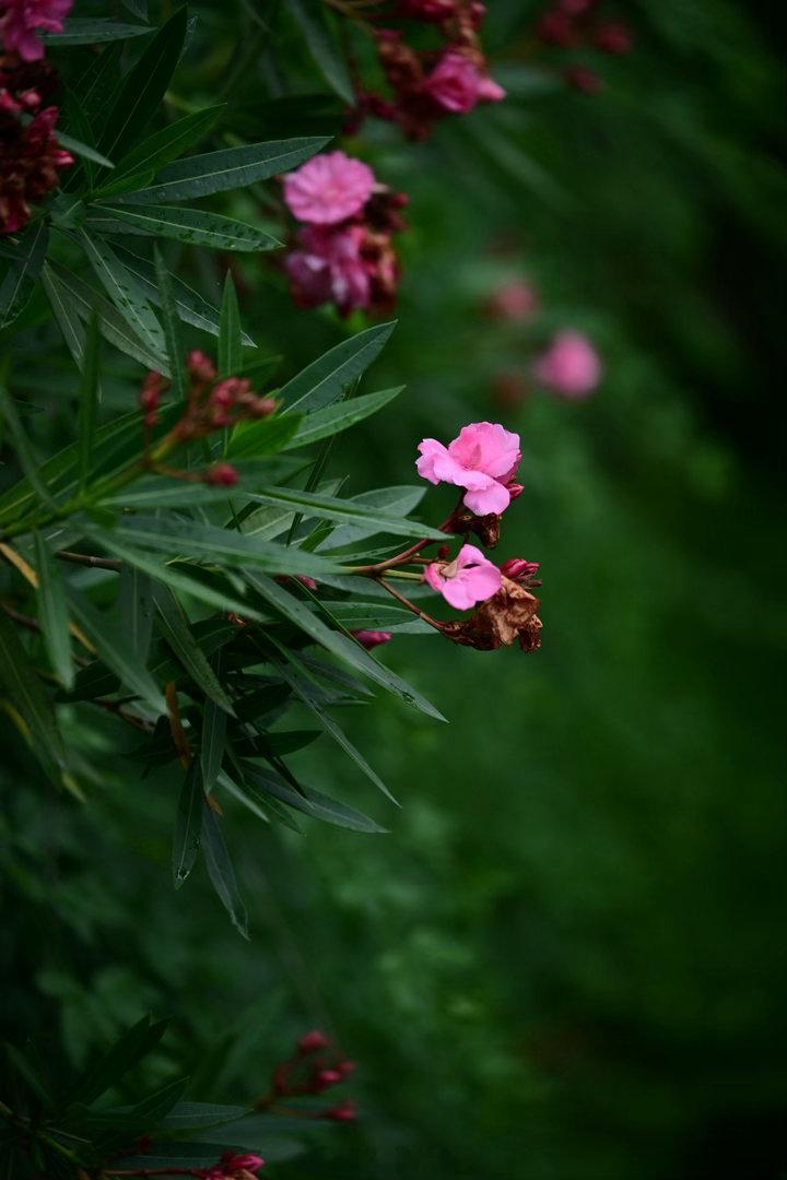 夹竹桃是属于夏天的。植物