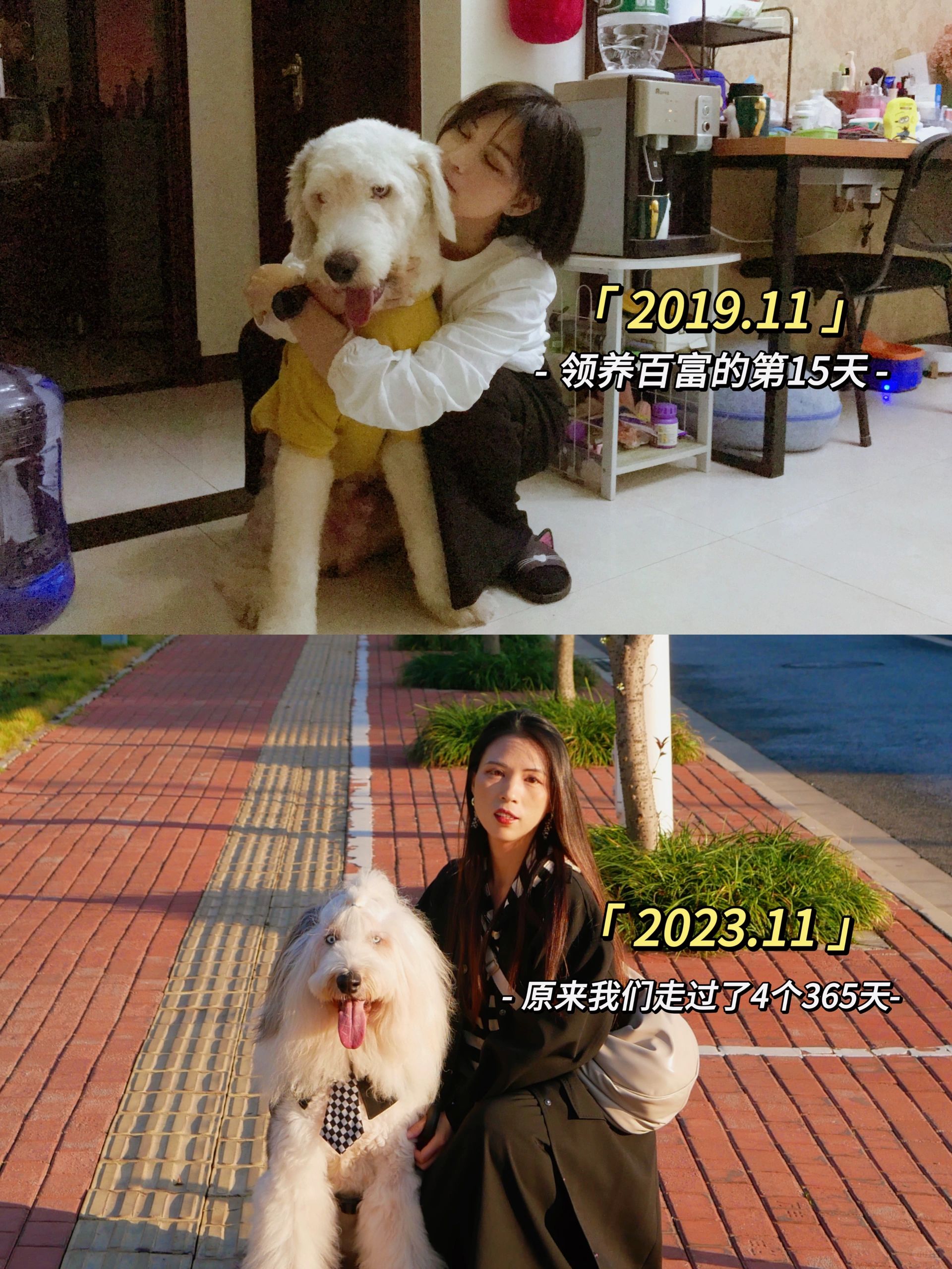 是我收养了它，还是它恩准了我走进它的生活