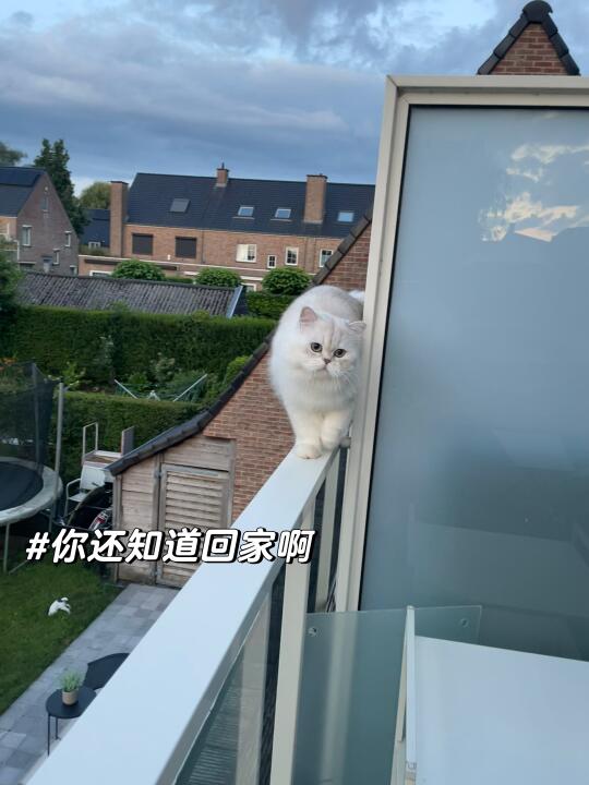 我的猫怎么跑隔壁去了⚠️