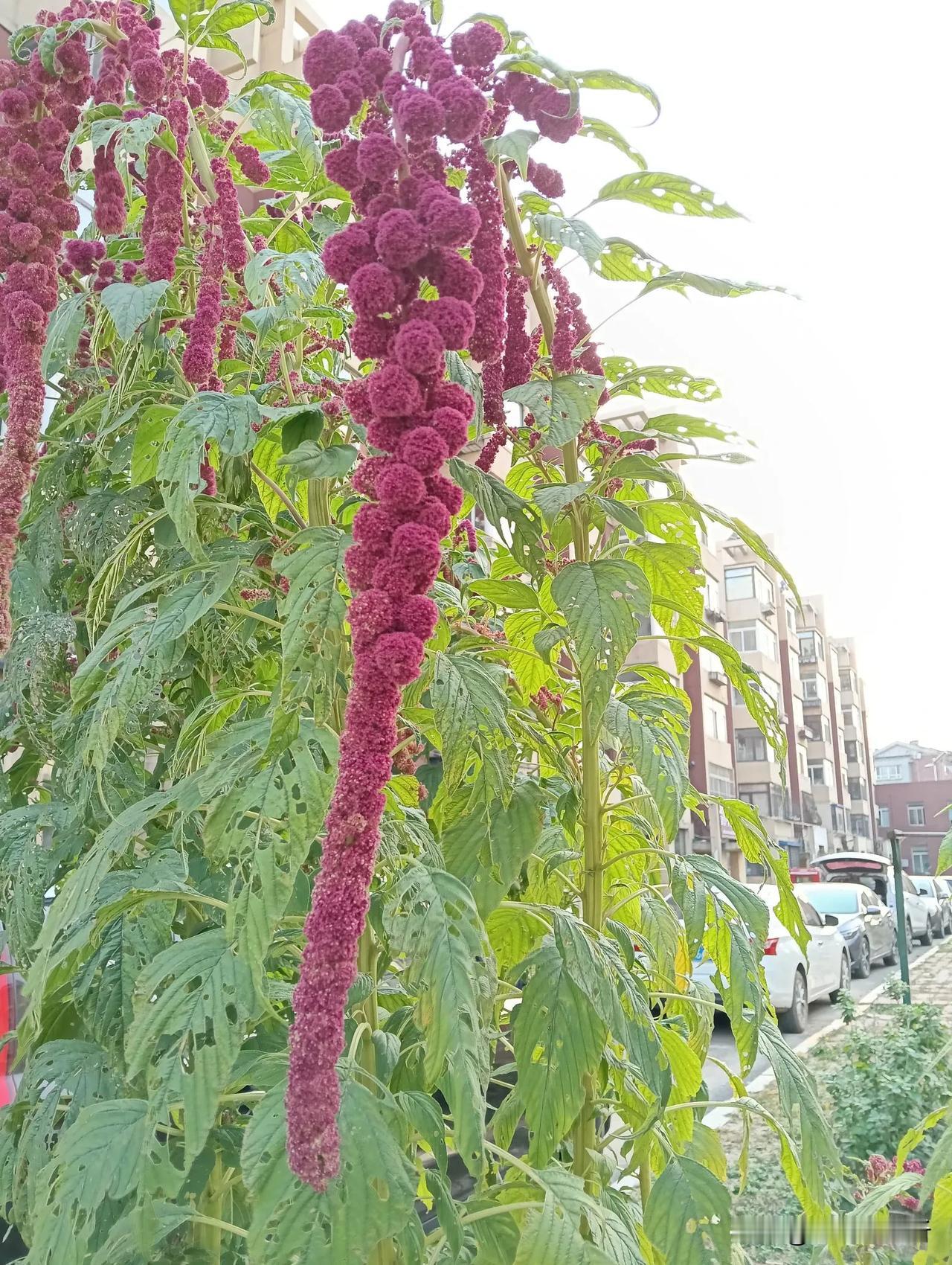 小区里一种不知名的植物，长得一人多高，叶子象苋菜的叶子，结得果实长长的，红红的，