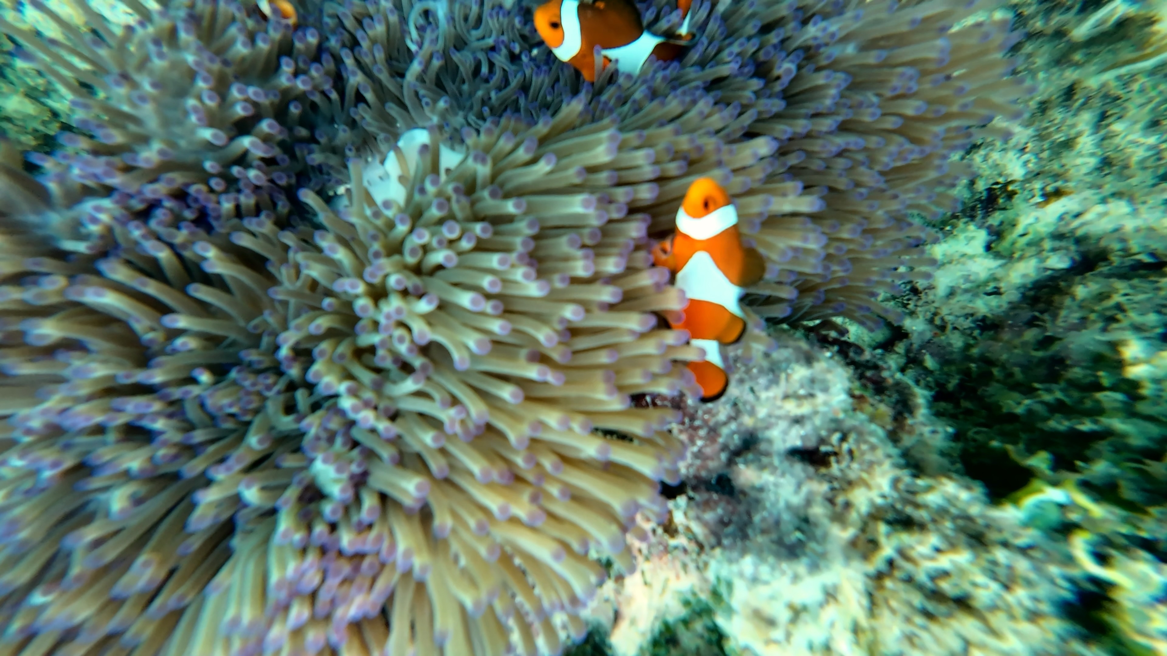 遇见nemo爱上nemo[哈哈] ​​​