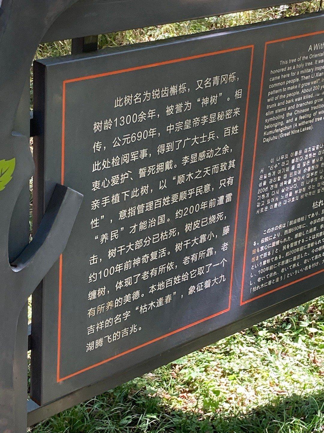巨唐神树！不管你信不信我反正是信了[doge]  ​​​