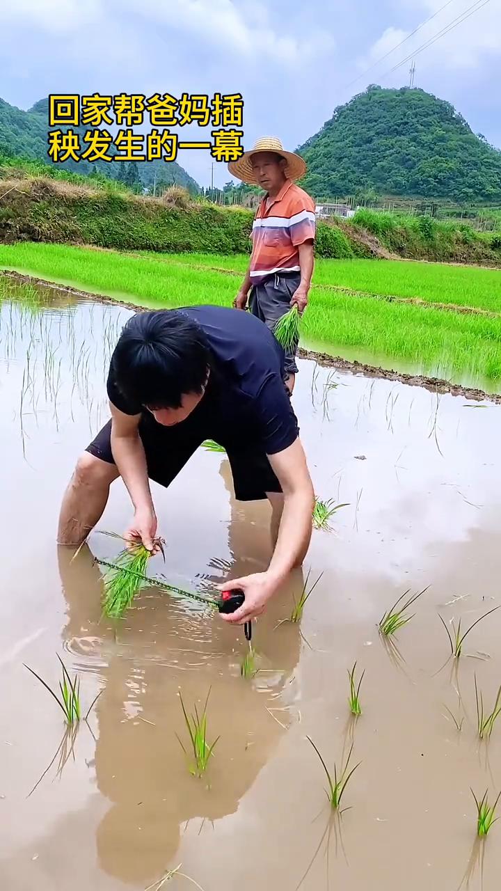 回家帮爸妈插秧发生的一幕。