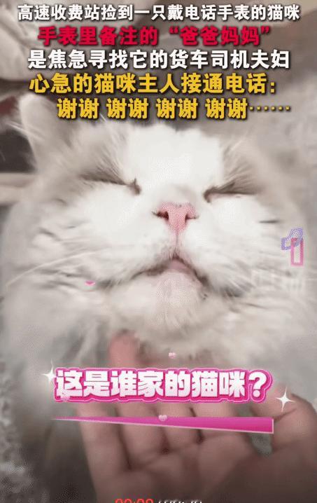 太有爱了！近日，浙江杭州，高速收费站捡到一只猫咪。没想到，猫咪戴着电话手表。因此