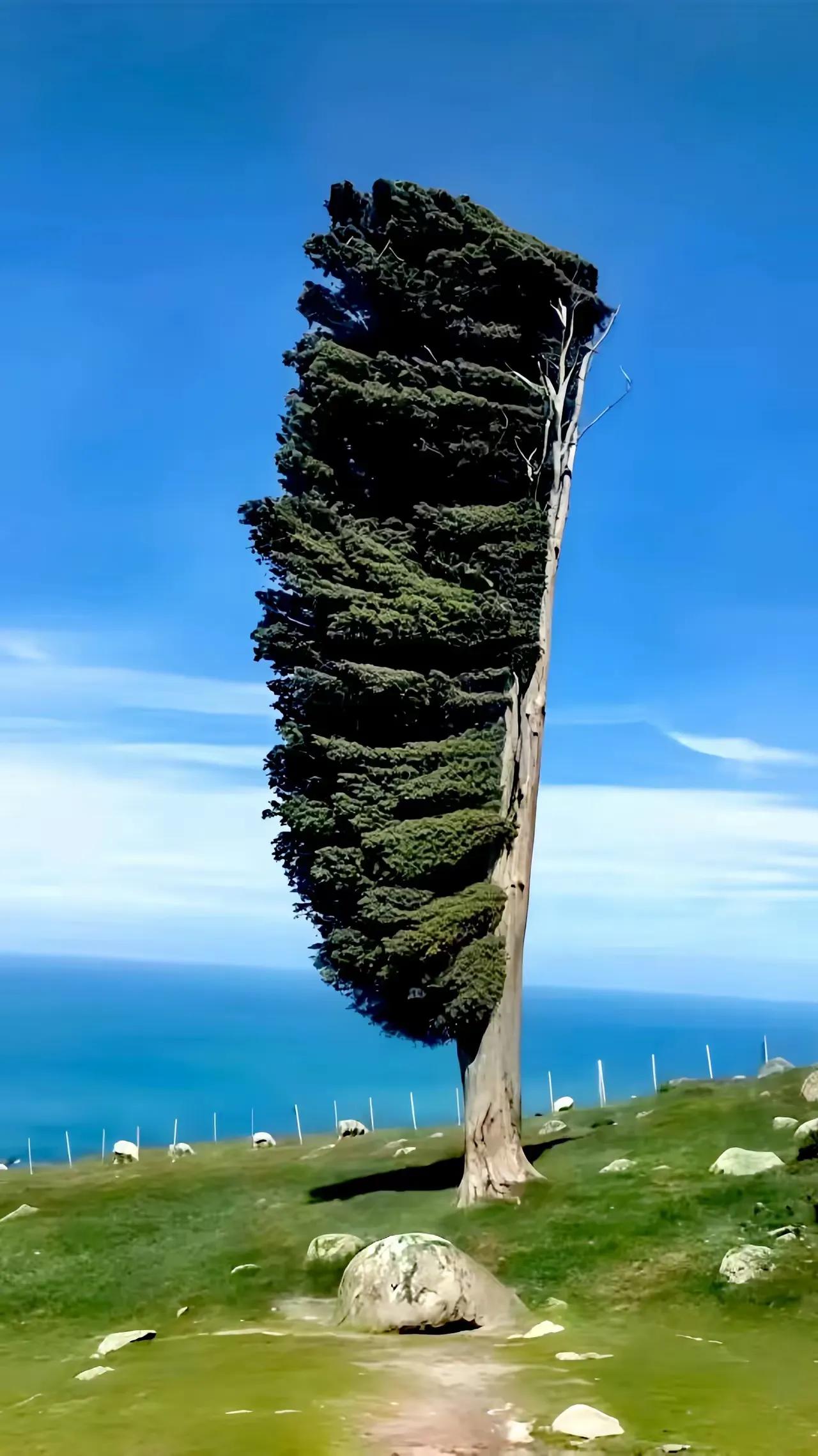 “不对抗，
原来是一种比硬刚更强大的力量”。
这棵树告诉我们，
向风而行，
向风