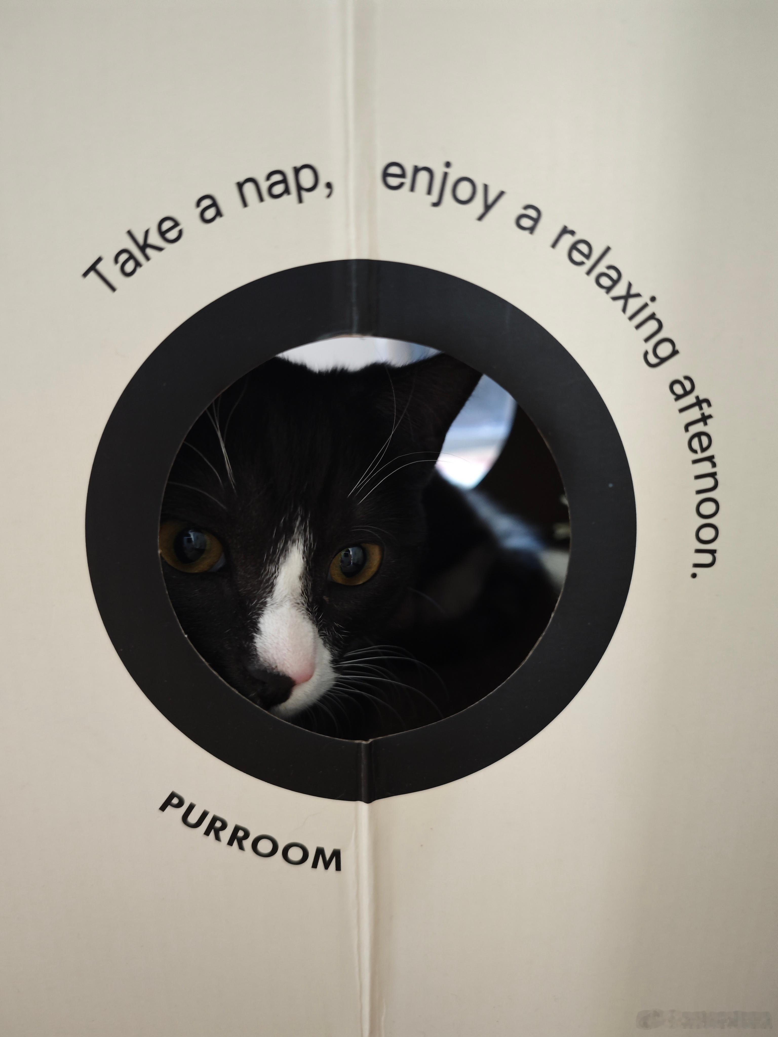 新logo，猫生成。 