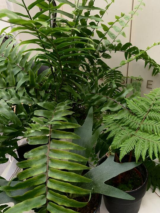 地球上的远古绿魔法师