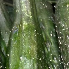 黄瓜的种植方法一、土壤选择和整地选择酸碱度°在6.0-7.5之间，富含有机质°、