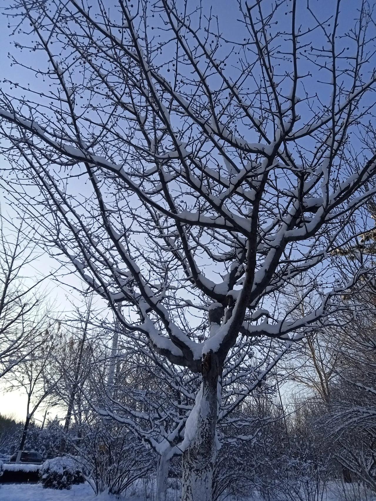 按照节气进入寒九，理应是一年中最为寒冷的时段。然而，天气变化无常，也难以确定。有
