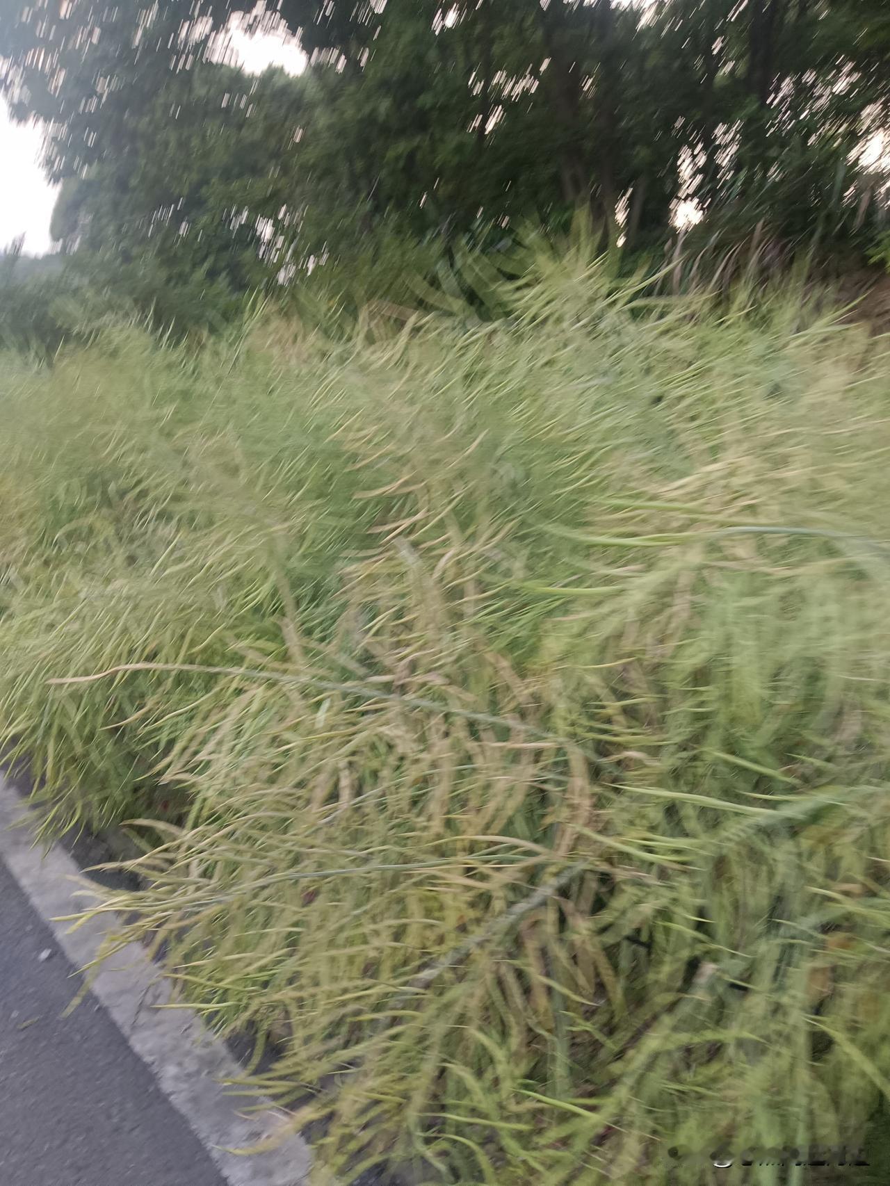 好好闻的油菜，好香呀，多远处就能闻到[呲牙][呲牙]