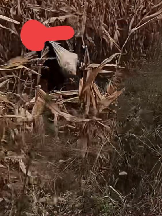 脸皮厚，偷个够！
村子周围的土地，被外地种粮大户承包了，种的玉米长势特别好。
今