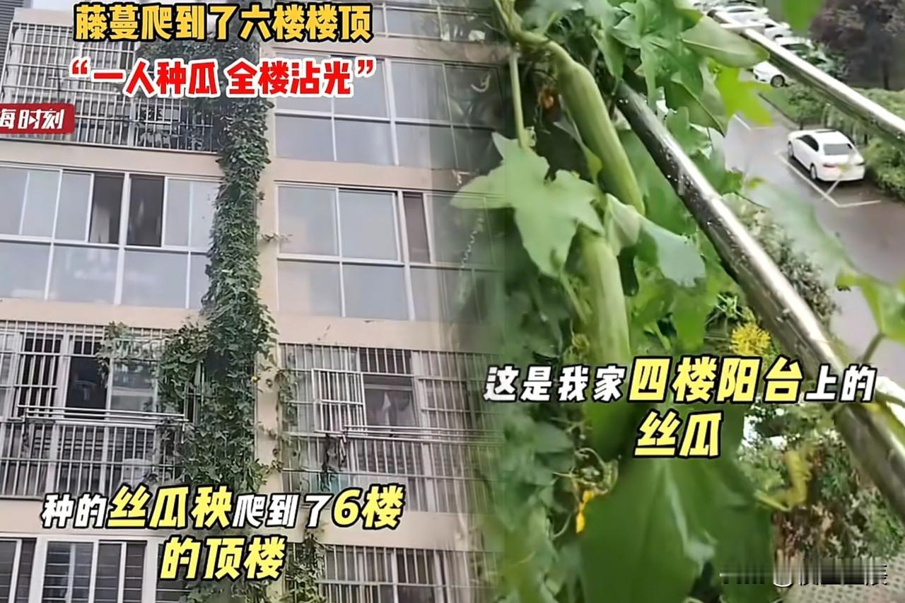 都说远亲不如近邻，事实真是如此吗？
近期，江苏连云港一小区一楼阿姨种的丝瓜 顺着