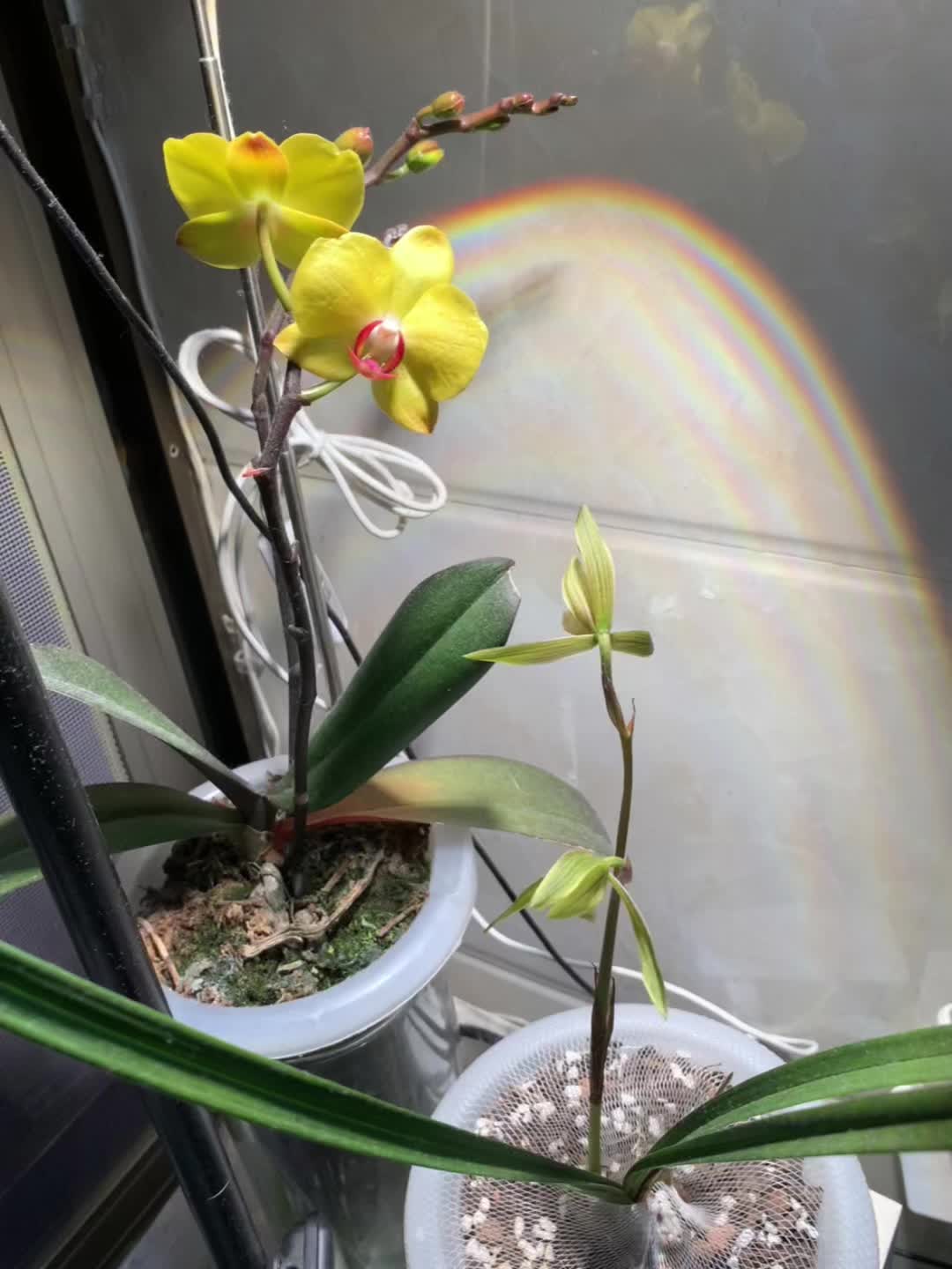 我家的兰花开花啦
