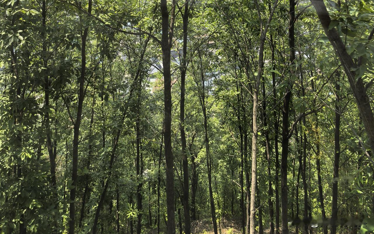 我新发布的内容被官方推荐啦！👍你也快来发布一条吧！带