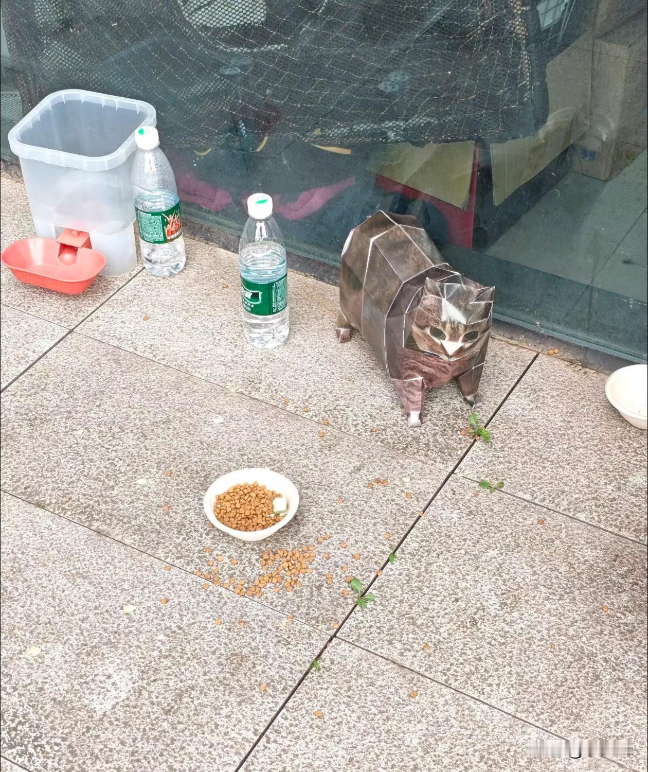 这是啥品种的猫？