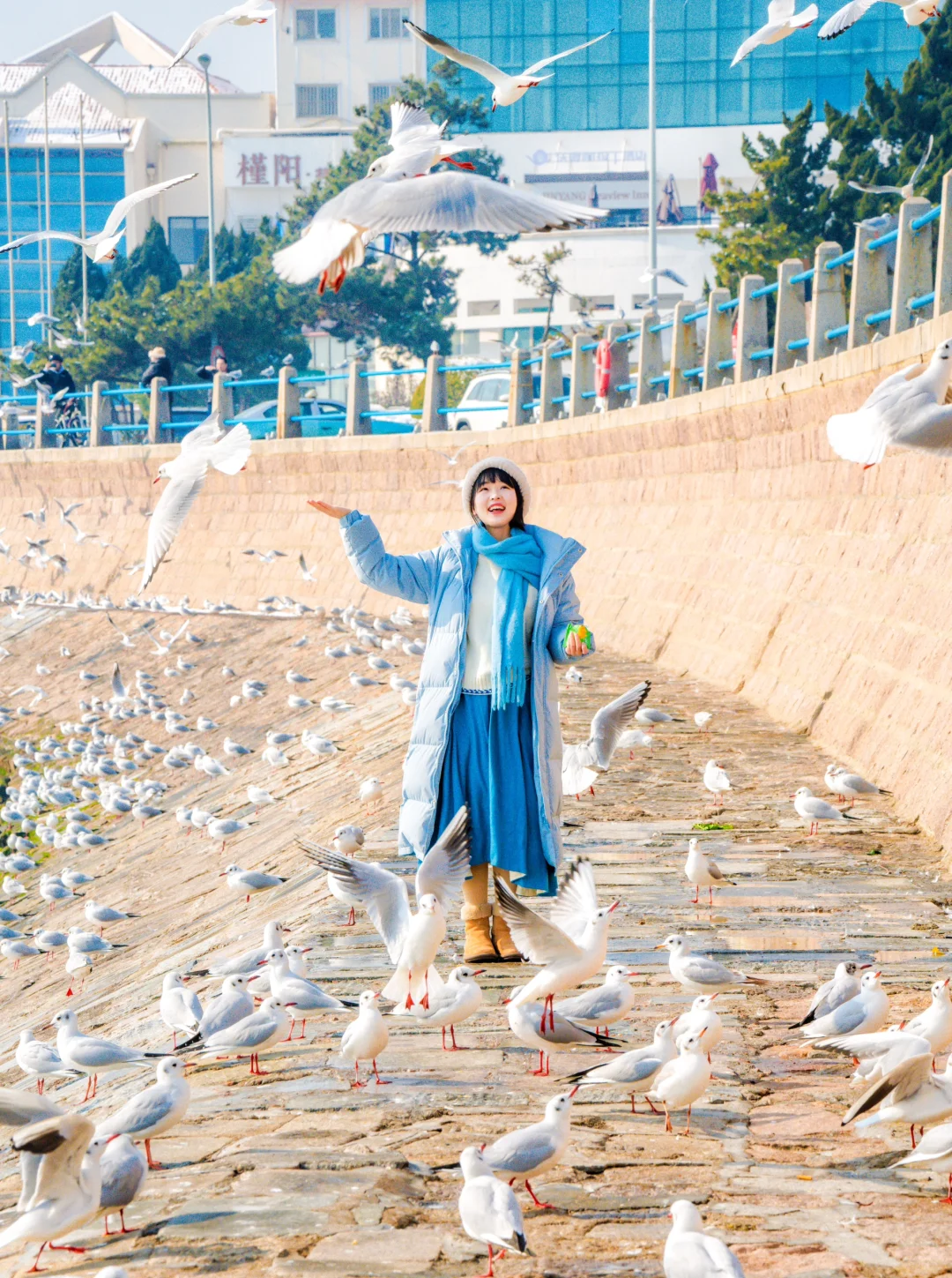 不去栈桥人挤人，青岛这个地方人少鸥超多‼️