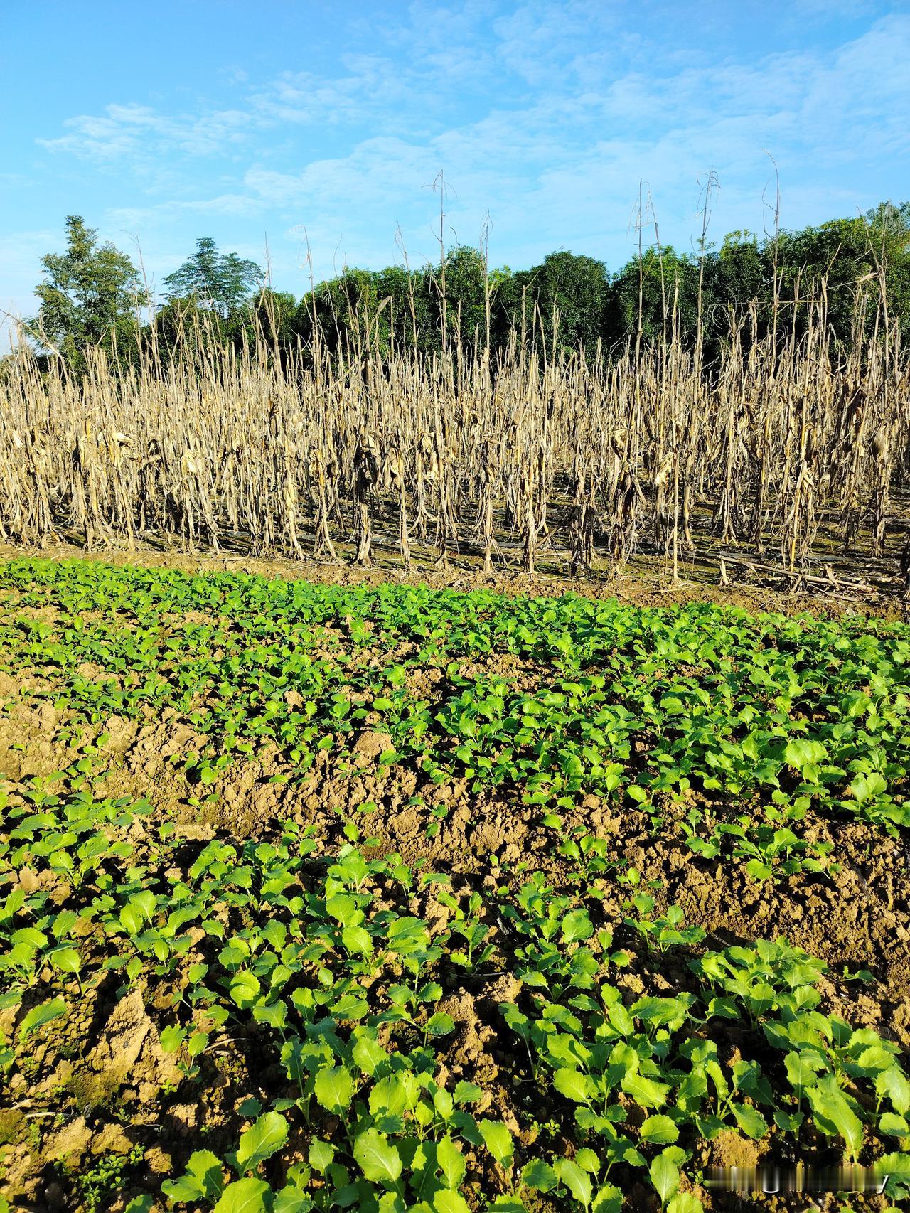 看着这红菜苔里面有一层密密麻麻的尖叶和类似于波菜叶子的阔叶草，地也太板结了，我想