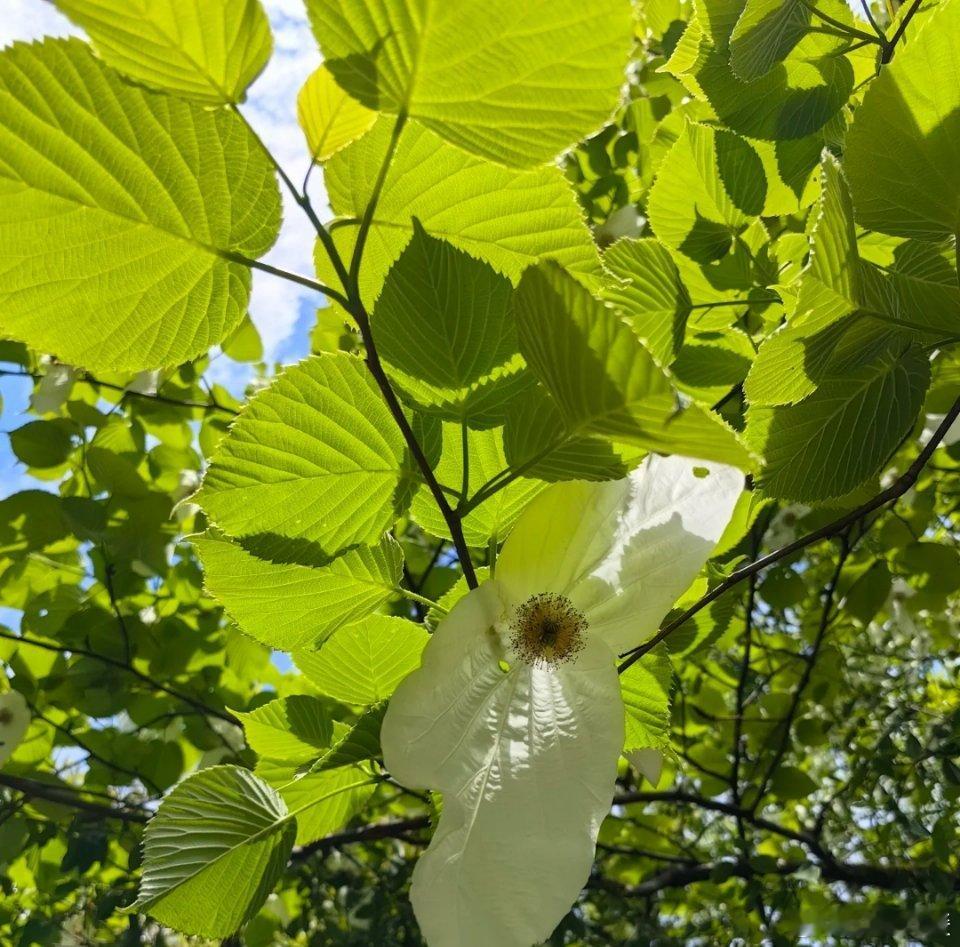 邂逅传说中的"白鸽″有幸邂逅"白鸽"传说每逢暮春，在四川西北部的一片原始山谷中，