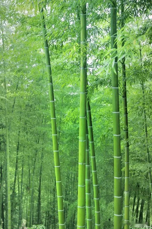 《水调歌头·静好常安》
 
尘世惜情缘，
岁月共清欢。
愿教福禄相守，
朝夕自安