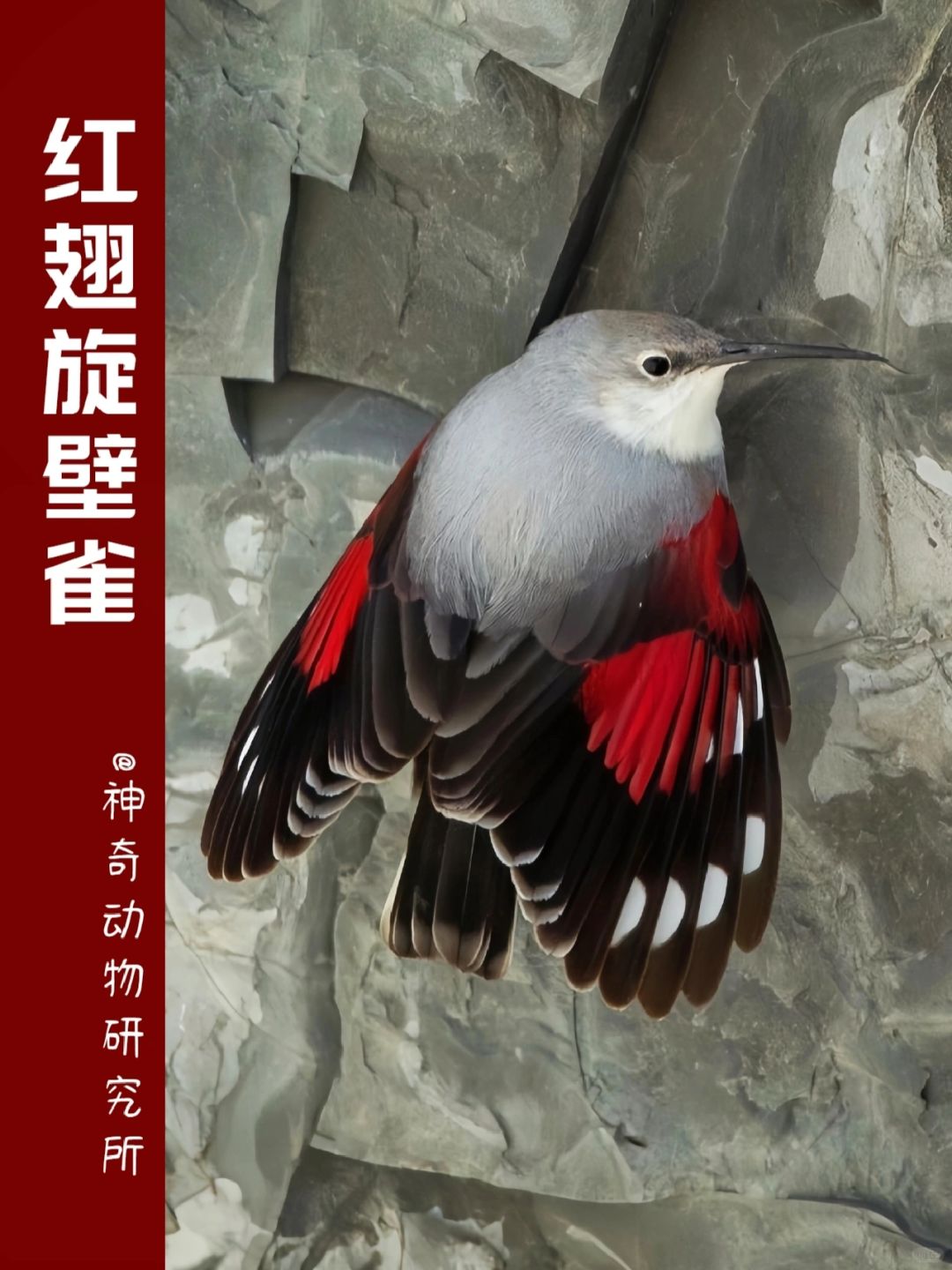 每天了解一种趣味动物👀红翅旋壁雀