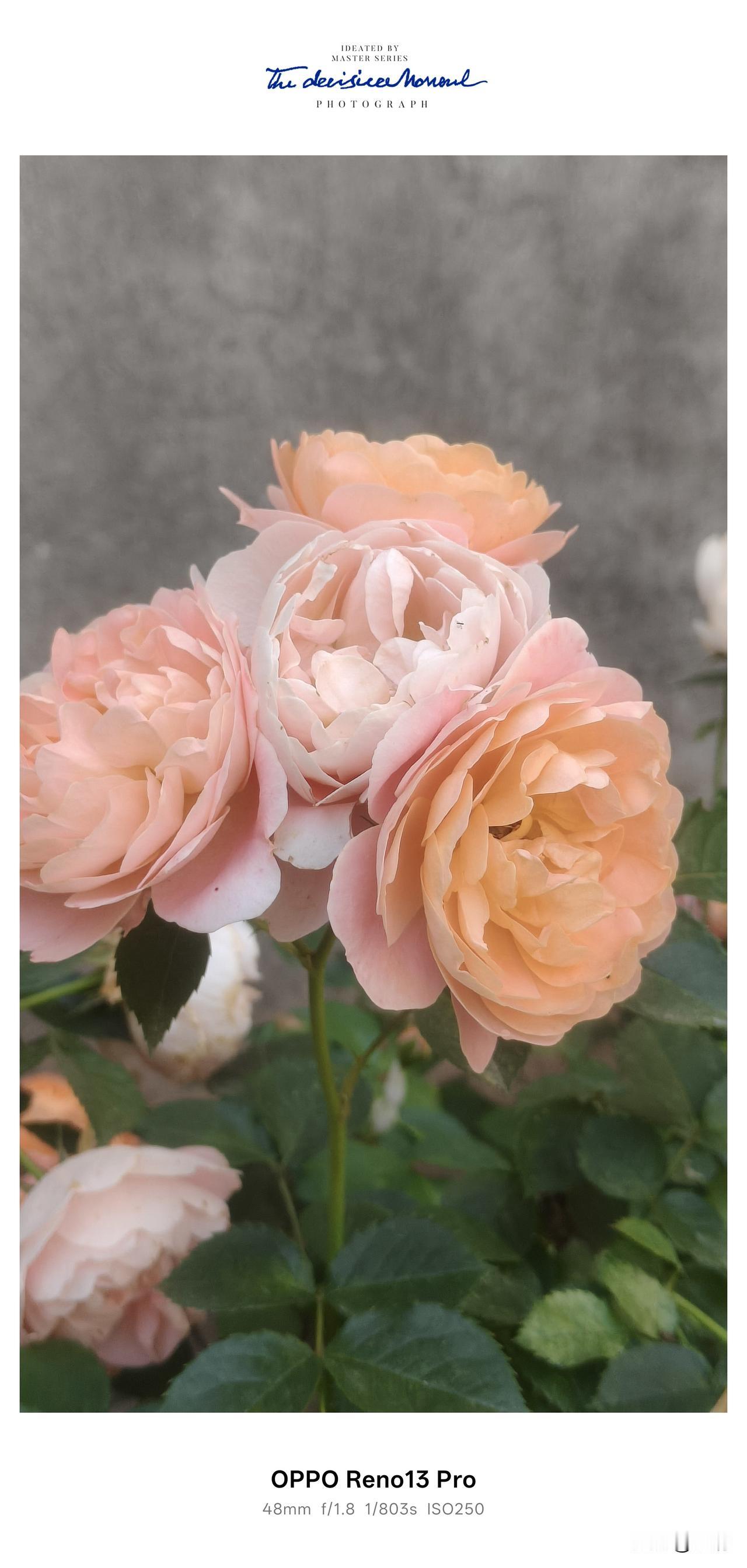 小院月季盛放，是春日独有的浪漫✨
 院子里的月季终于热热闹闹开爆啦🌸
温柔的蜜