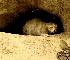 这才是真正的龙虎斗!