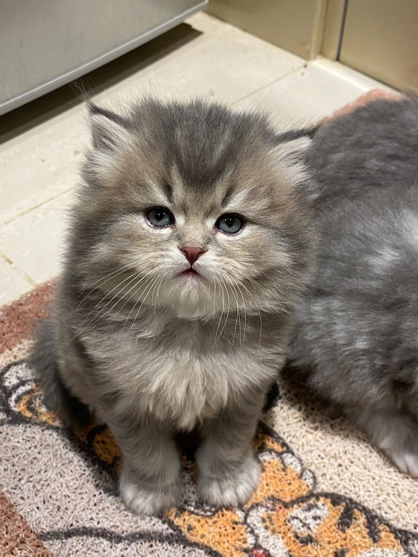 小奶猫太可爱了！