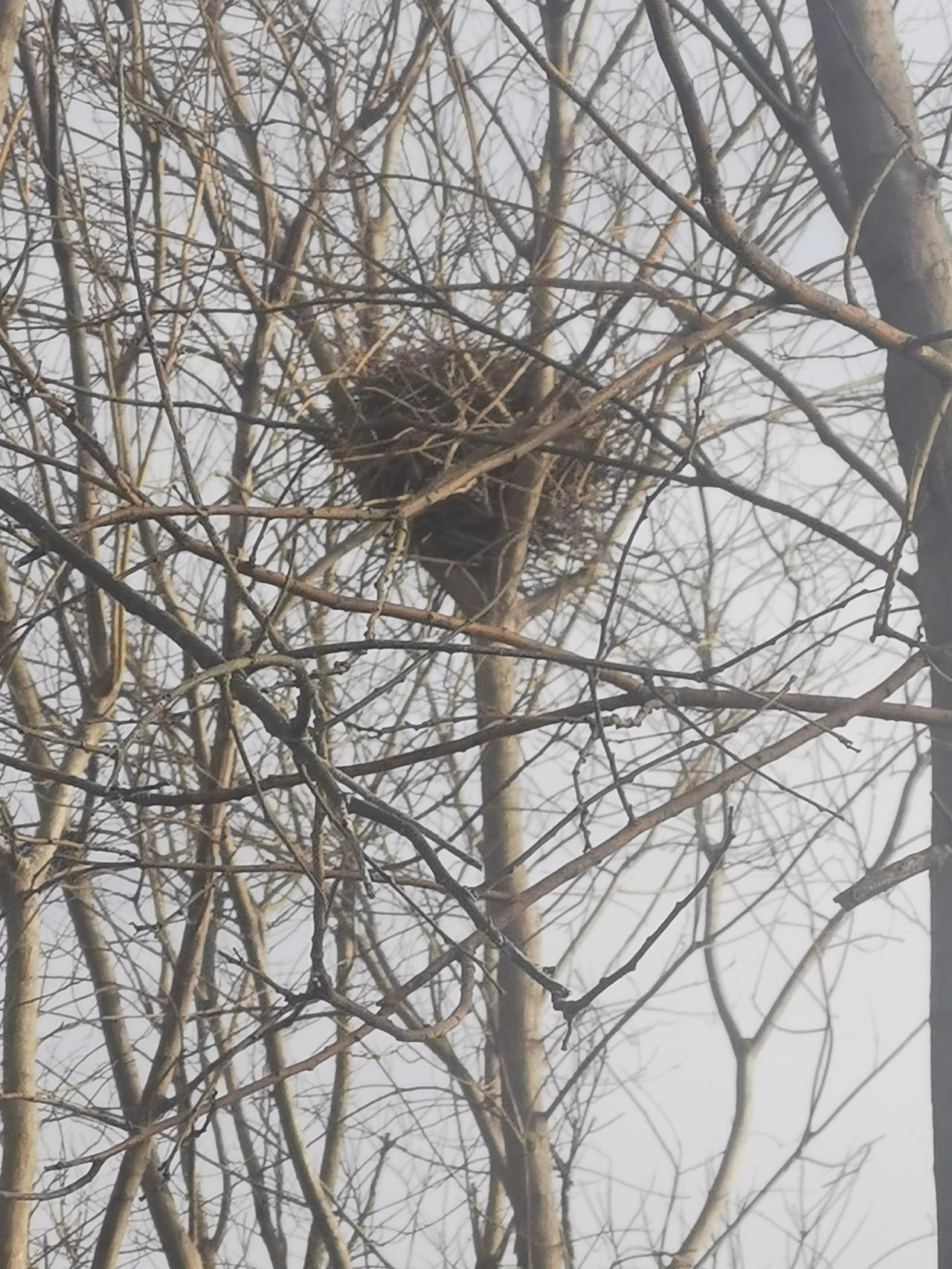 郊区公园里看到这么多鸟巢