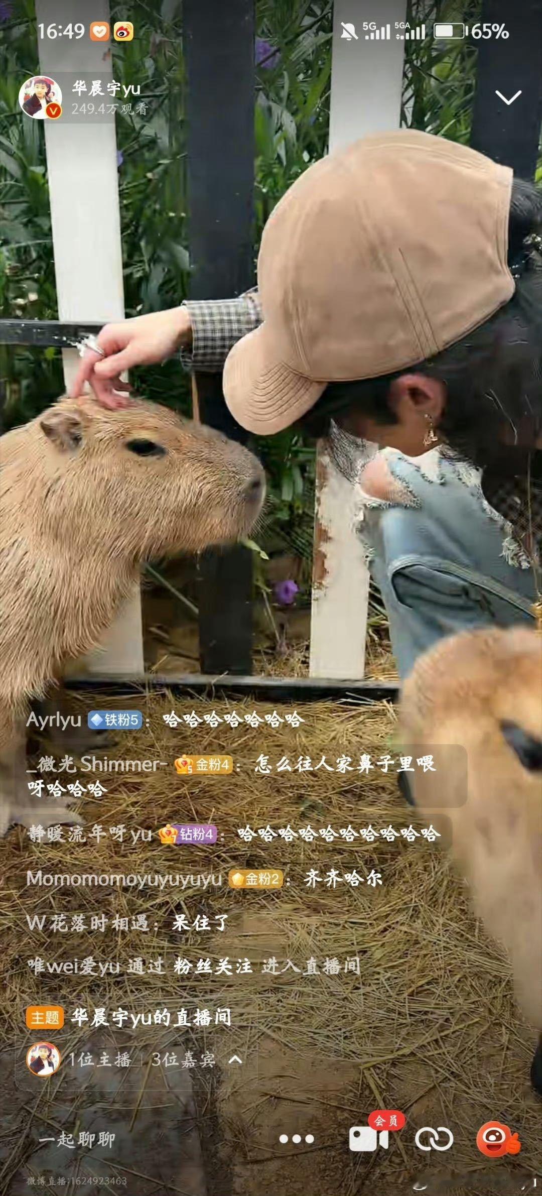 华晨宇气得卡皮巴拉一个闪身步谁能想到佛系卡皮巴拉也会火速避险，直播中华晨宇投喂，