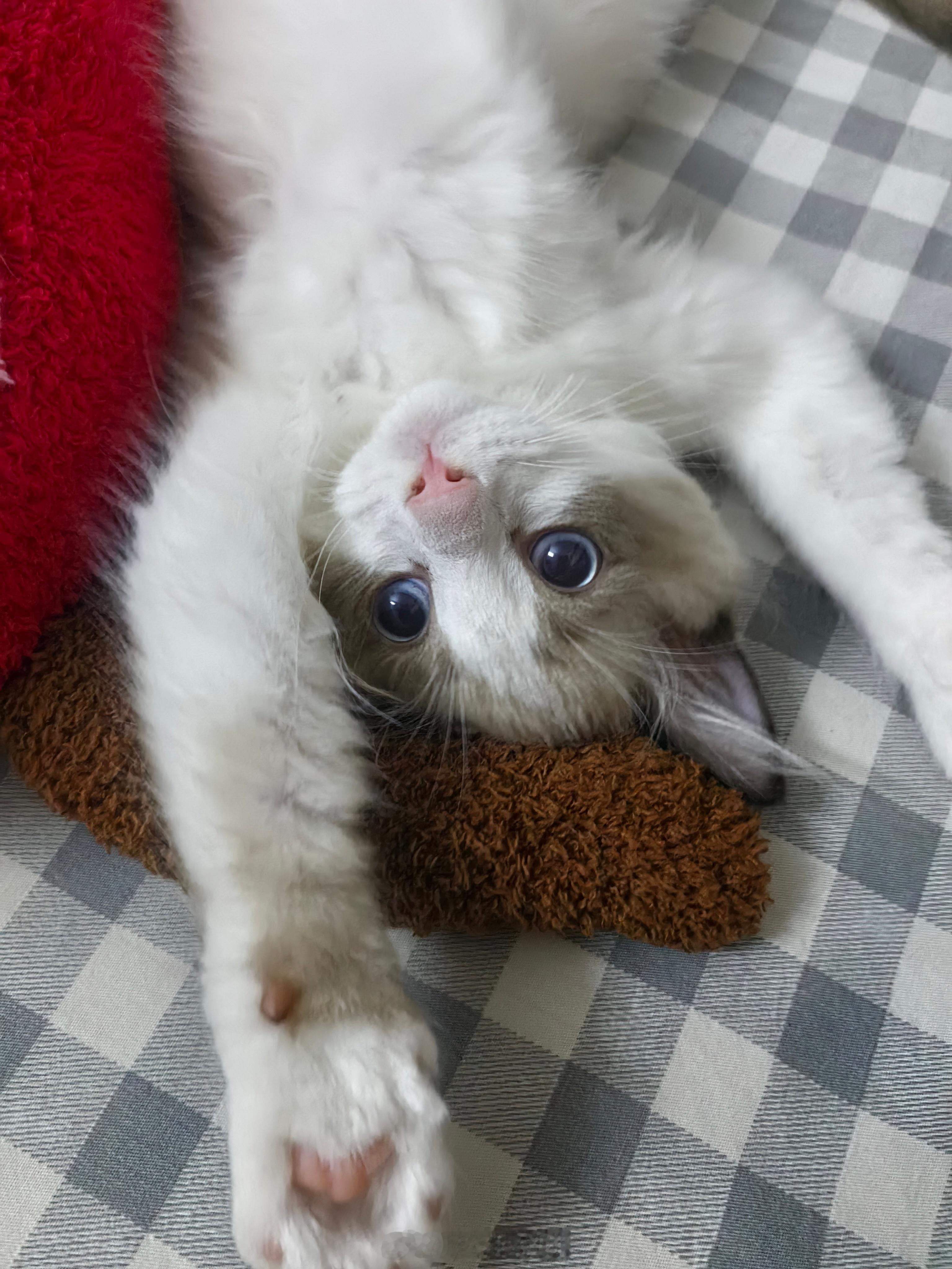 ？这猫真是莫名其妙 