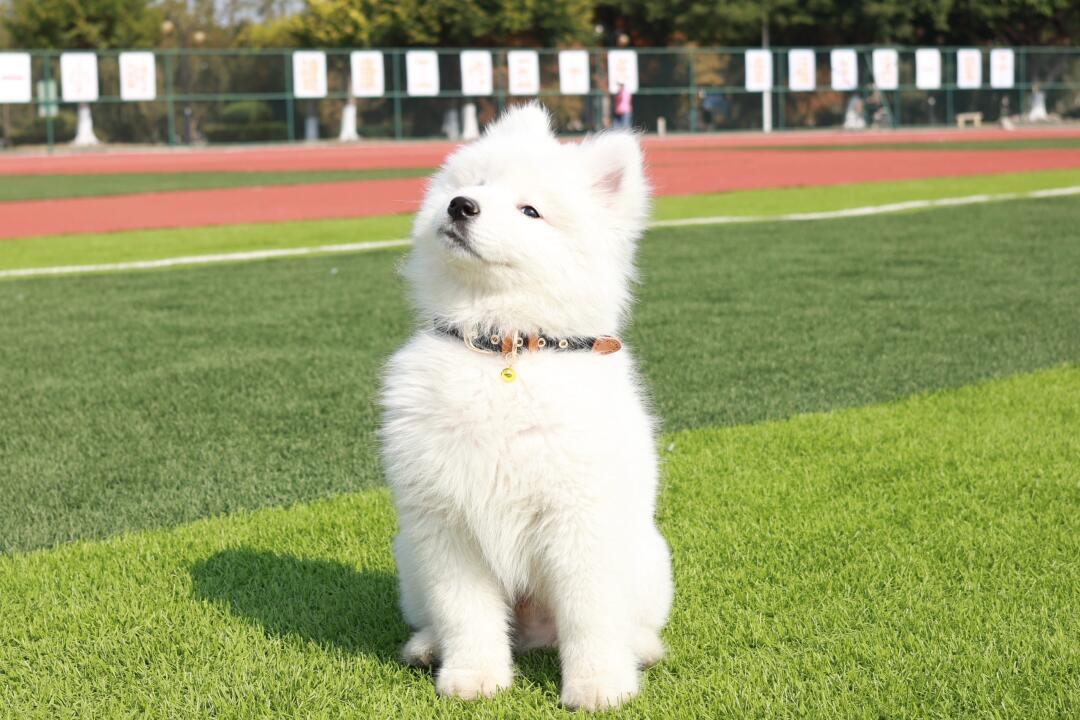 人，本大耶期末考试及格了，请夸我 