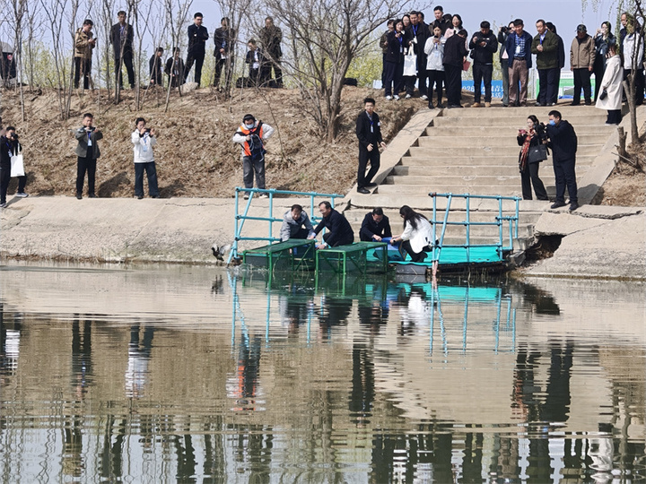“鸟中大熊猫”青头潜鸭在河北衡水湖野化放飞