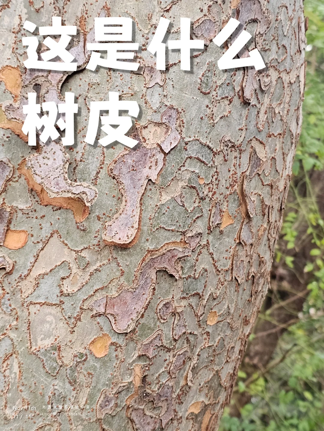 一眼能看出的树皮，遇见你喜欢的大树（二）