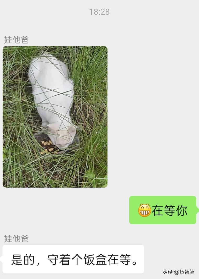老同志今天特意去送猫粮，他在到处找猫，没想到小白猫守着饭盒在等，忽然有些心疼。[