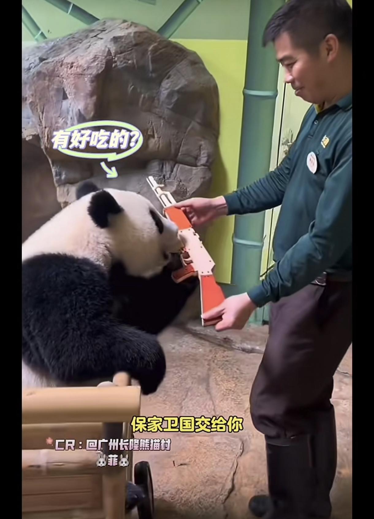 广州长隆野生动物园大良做了一支枪交给妹珠，妹珠配合大良接过枪要保护熊猫村，保家卫