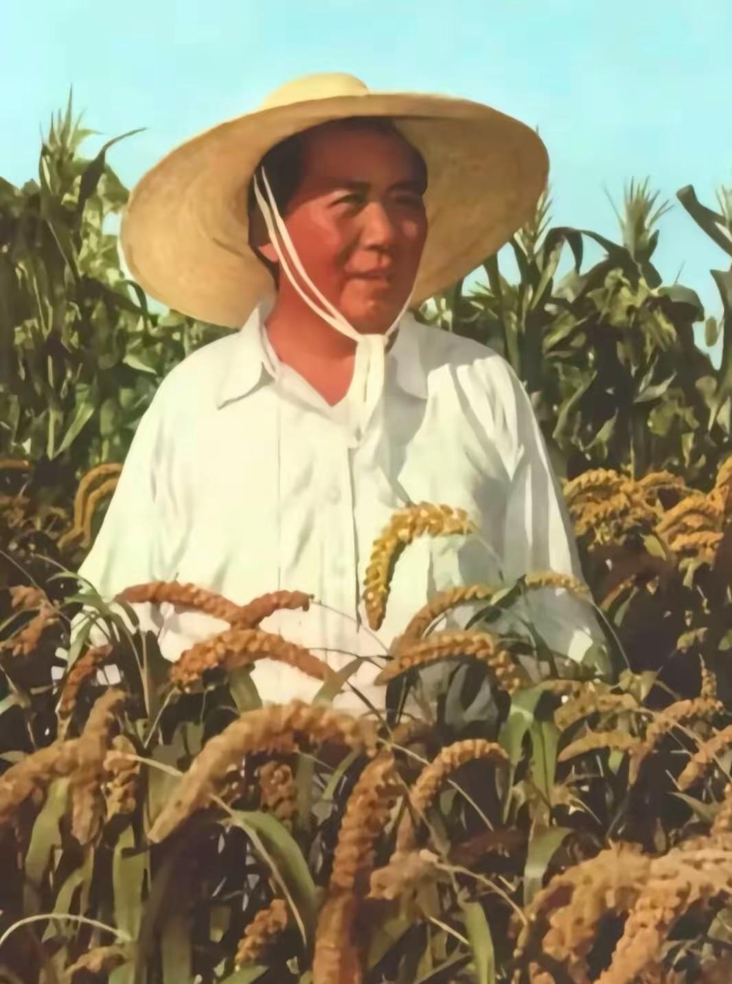 很多老照片背后，藏着少有人读懂的温柔初心，1958年河南襄城那张谷子地老照片，每