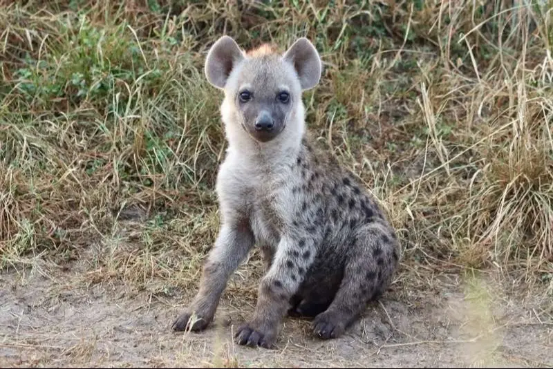 作为感情丰富的群体等级严密的动物。小小的鬣小宝从小就要开始学习如何生存...