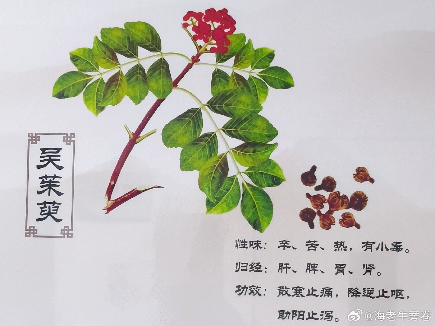 原来不是昊茱萸是吴茱萸jpg忘记是黄奇宝哪首歌了，可能是心灯？后面的投影画面是各
