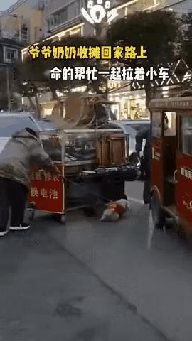 这小狗是来报恩的啊！小狗用尽全力使劲向前奔跑的样子太帅了，全网都被这只懂事的小狗