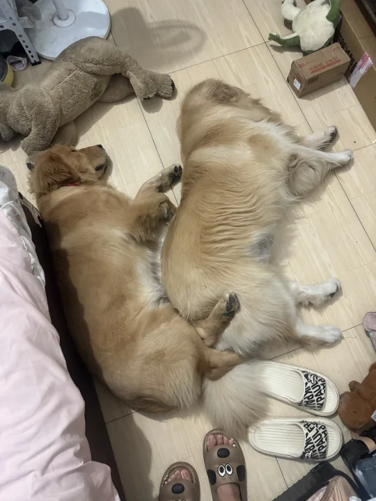 到底是谁家停着两辆大卡车呀